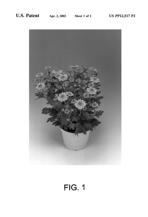 Figure 3 of US plant patent PP12517, the photograph of Cachi Dark printed in the patent.