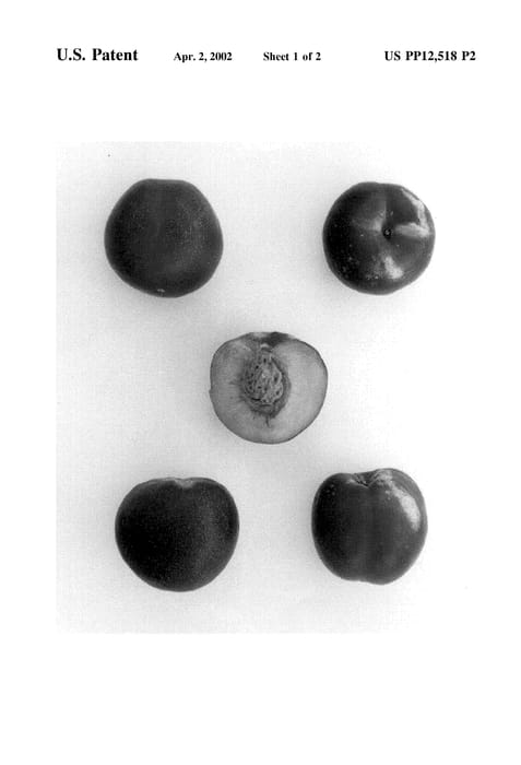 Figure 5 of US plant patent PP12518, the photograph of Burnectone printed in the patent.