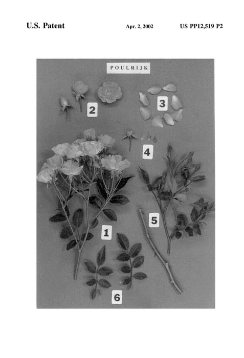 Figure 4 of US plant patent PP12519, the photograph of POULrijk printed in the patent.