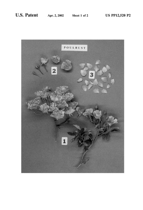 Figure 4 of US plant patent PP12520, the photograph of POULrust printed in the patent.
