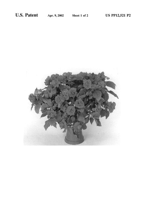 Figure 3 of US plant patent PP12521, the photograph of Boddblred printed in the patent.