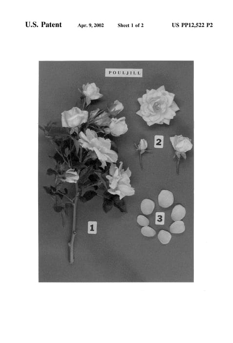Figure 4 of US plant patent PP12522, the photograph of POULjill printed in the patent.
