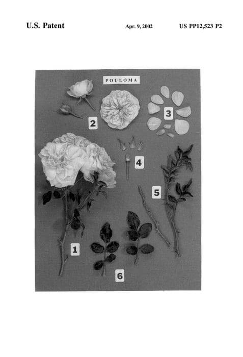 Figure 4 of US plant patent PP12523, the photograph of POULoma printed in the patent.