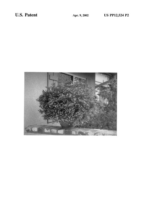 Figure 3 of US plant patent PP12524, the photograph of Romantic Morn printed in the patent.