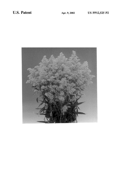 Figure 3 of US plant patent PP12525, the photograph of Bareight printed in the patent.