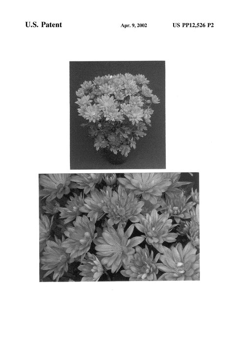 Figure 3 of US plant patent PP12526, the photograph of Yoauburn printed in the patent.