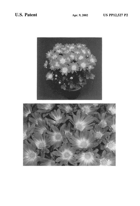 Figure 4 of US plant patent PP12527, the photograph of Yocarson City printed in the patent.