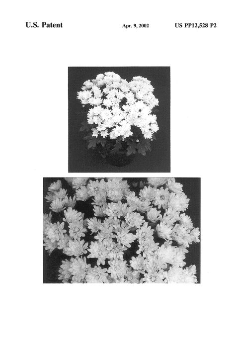 Figure 4 of US plant patent PP12528, the photograph of Frosted Yoelmira printed in the patent.