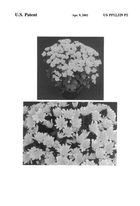Figure 4 of US plant patent PP12529, the photograph of Yellow Yoelmira printed in the patent.