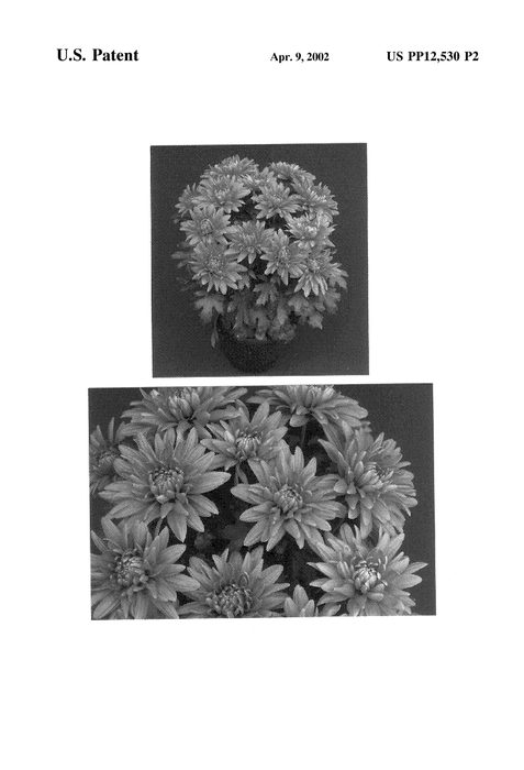 Figure 4 of US plant patent PP12530, the photograph of Regal Yolansing printed in the patent.