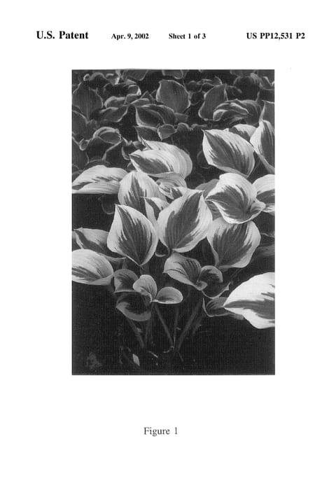 Figure 3 of US plant patent PP12531, the photograph of Liberty printed in the patent.