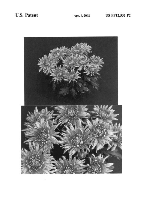 Figure 4 of US plant patent PP12532, the photograph of Salmon Yospringfield printed in the patent.