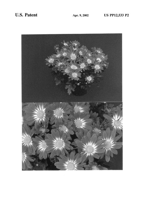 Figure 4 of US plant patent PP12533, the photograph of Yobay City printed in the patent.