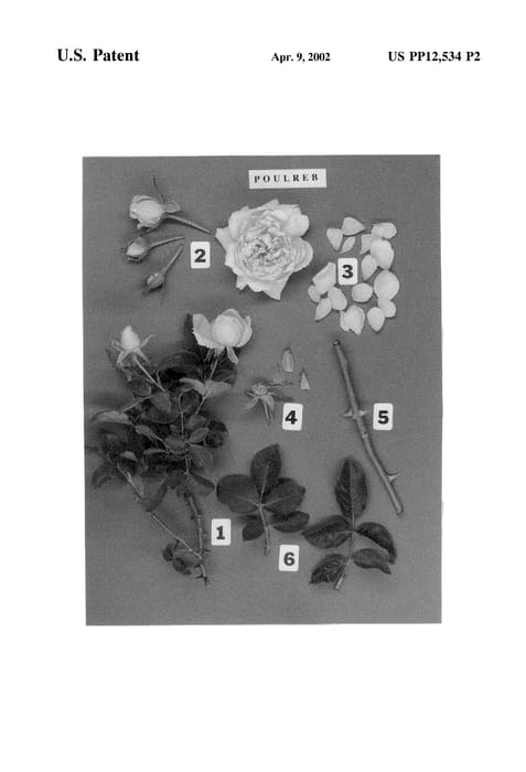 Figure 4 of US plant patent PP12534, the photograph of POULreb printed in the patent.