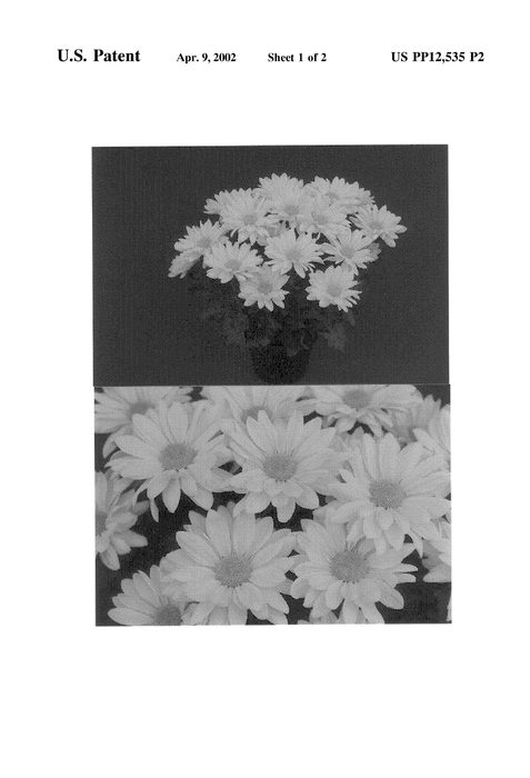Figure 4 of US plant patent PP12535, the photograph of Yochesapeake printed in the patent.