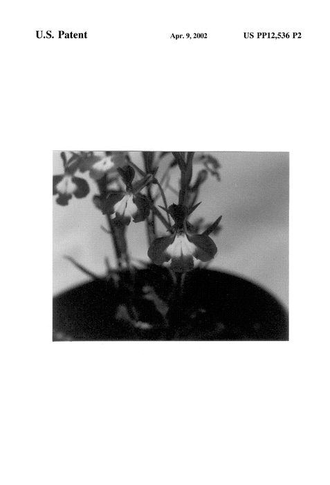 Figure 3 of US plant patent PP12536, the photograph of Periwinkle Blue printed in the patent.