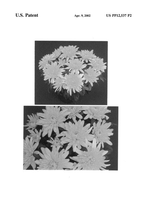 Figure 3 of US plant patent PP12537, the photograph of Yellow Yogilroy printed in the patent.