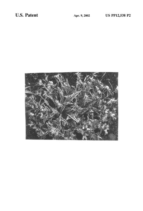 Figure 3 of US plant patent PP12538, the photograph of Raspberry Ice printed in the patent.
