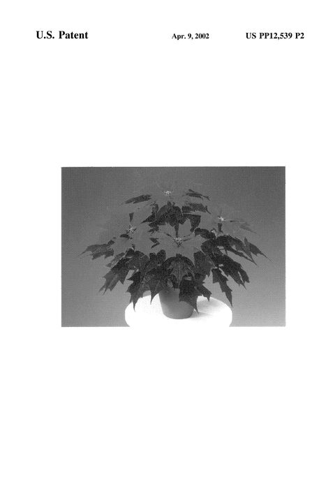 Figure 3 of US plant patent PP12539, the photograph of Fisson Piz printed in the patent.