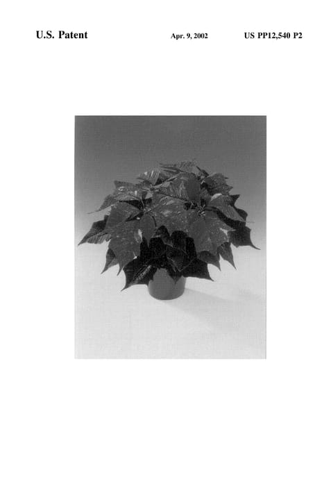 Figure 3 of US plant patent PP12540, the photograph of Fisson Jingle printed in the patent.