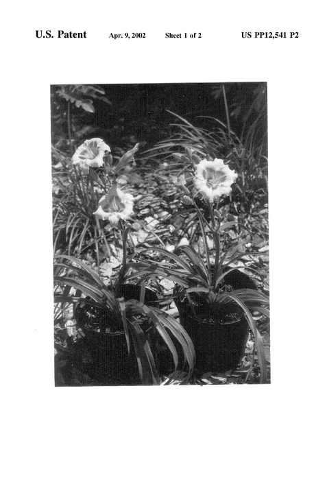 Figure 4 of US plant patent PP12541, the photograph of Southern Sparkle printed in the patent.