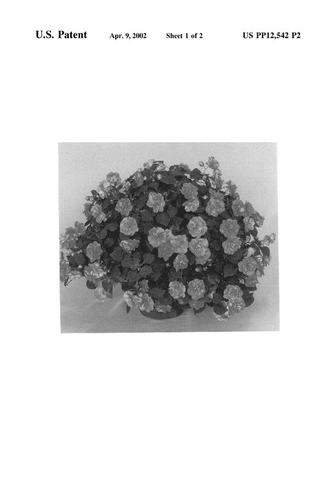 Figure 3 of US plant patent PP12542, the photograph of Boddblsal printed in the patent.