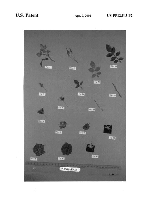 Figure 3 of US plant patent PP12543, the photograph of Meiborco printed in the patent.