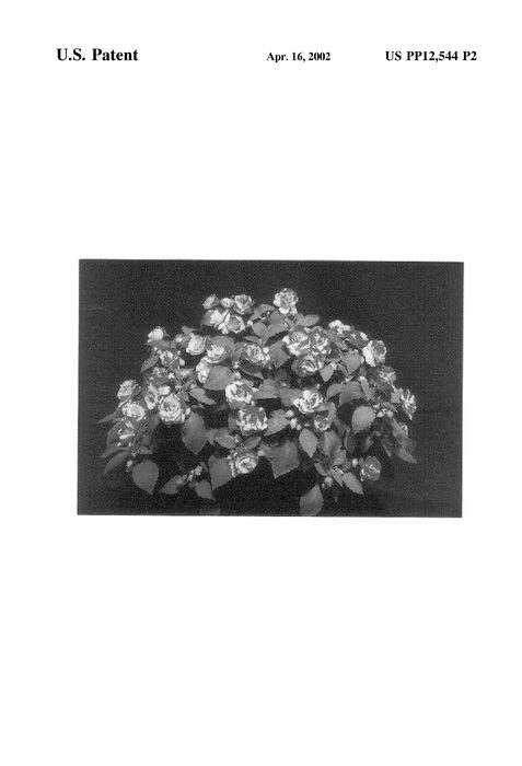 Figure 3 of US plant patent PP12544, the photograph of TiPar printed in the patent.