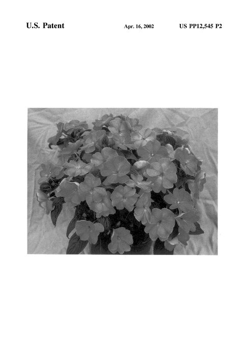 Figure 3 of US plant patent PP12545, the photograph of Ovation Rose Swirls printed in the patent.