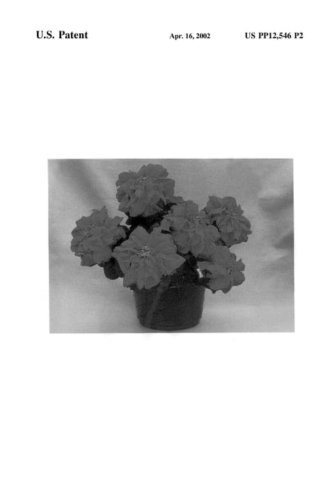 Figure 3 of US plant patent PP12546, the photograph of Windark printed in the patent.