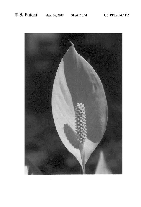 Figure 4 of US plant patent PP12547, the photograph of Claudia printed in the patent.