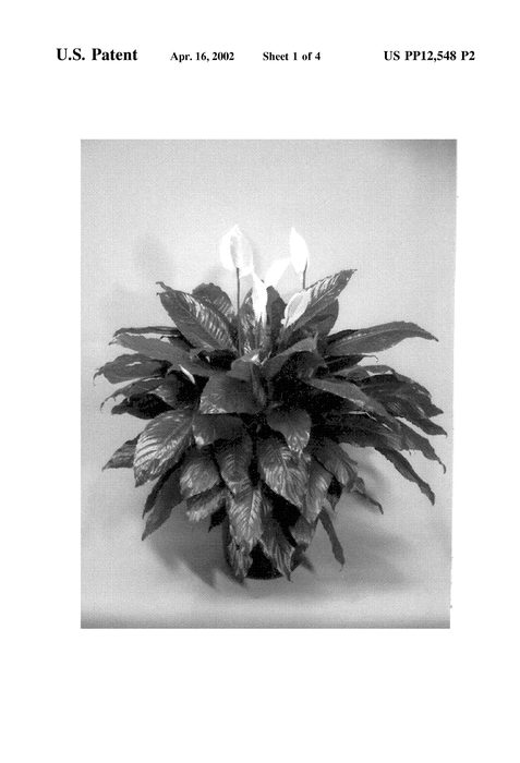 Figure 4 of US plant patent PP12548, the photograph of Sophia printed in the patent.