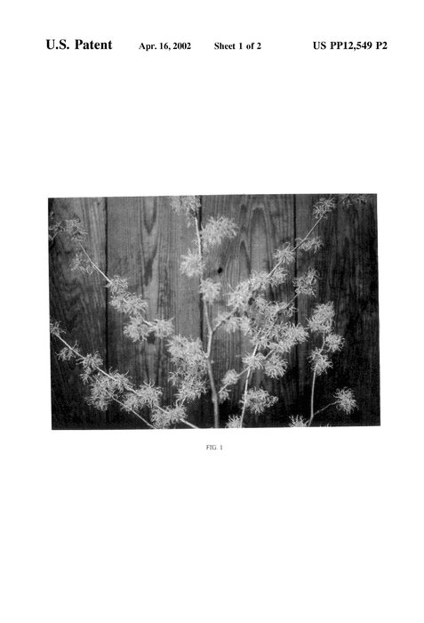 Figure 3 of US plant patent PP12549, the photograph of 5473 printed in the patent.