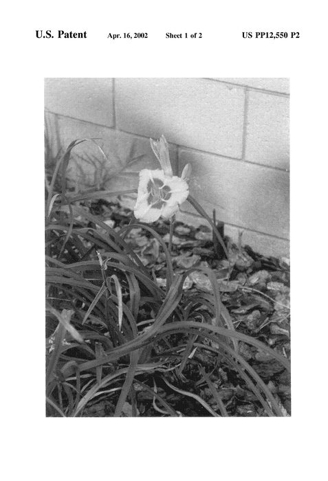 Figure 4 of US plant patent PP12550, the photograph of Calypso Queen printed in the patent.