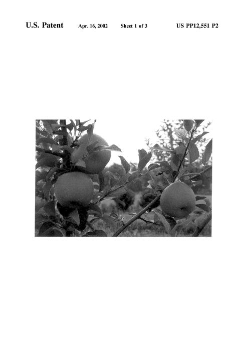 Figure 3 of US plant patent PP12551, the photograph of Rankin Red printed in the patent.
