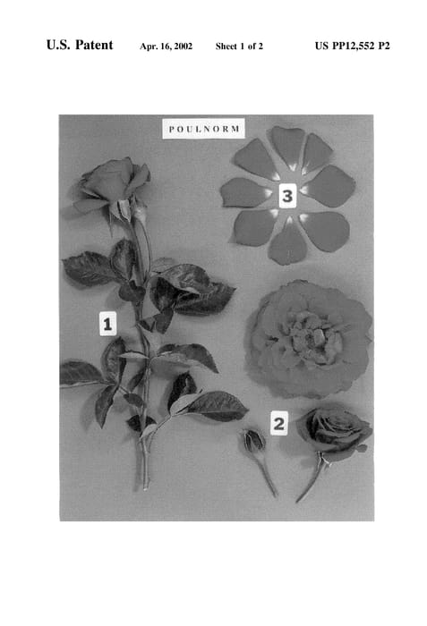 Figure 4 of US plant patent PP12552, the photograph of POULnorm printed in the patent.