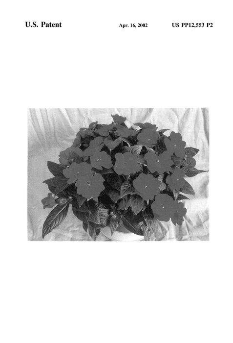 Figure 3 of US plant patent PP12553, the photograph of Ovation Red printed in the patent.