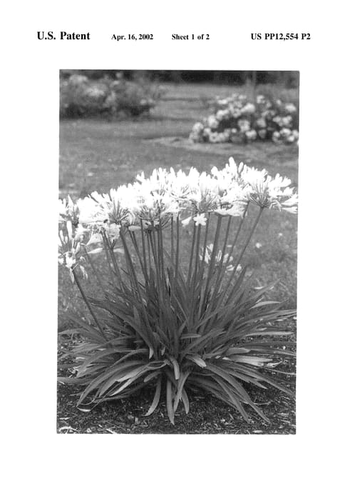 Figure 3 of US plant patent PP12554, the photograph of Snowstorm printed in the patent.