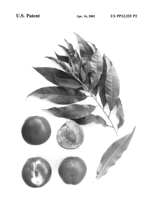 Figure 5 of US plant patent PP12555, the photograph of Burnectwo printed in the patent.