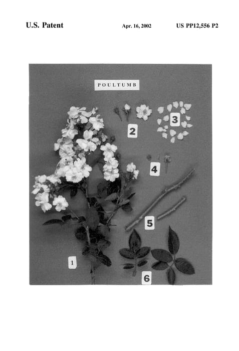 Figure 4 of US plant patent PP12556, the photograph of POULtumb printed in the patent.
