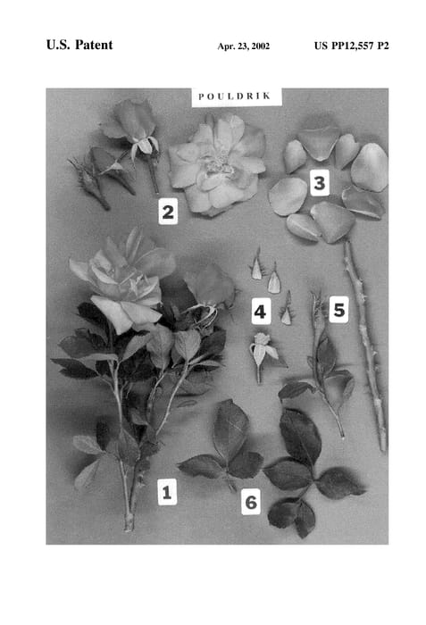 Figure 4 of US plant patent PP12557, the photograph of POULdrik printed in the patent.