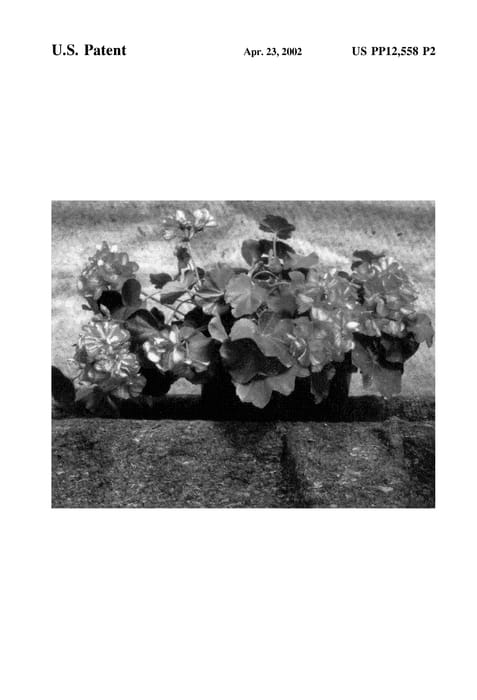 Figure 3 of US plant patent PP12558, the photograph of Global Pink Pearl printed in the patent.