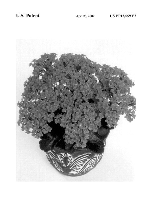 Figure 3 of US plant patent PP12559, the photograph of Forever Maxi Rose printed in the patent.