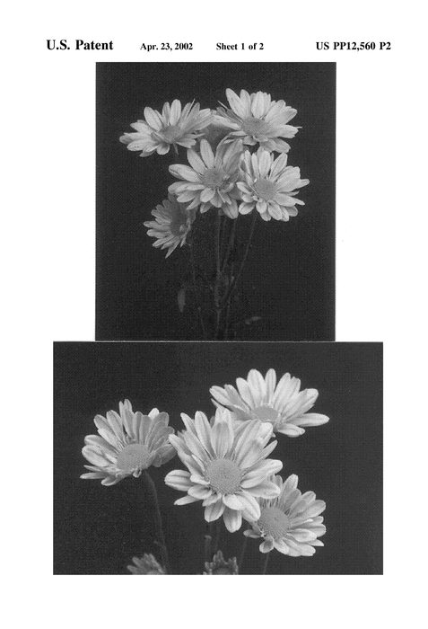 Figure 3 of US plant patent PP12560, the photograph of Dark Cantata printed in the patent.