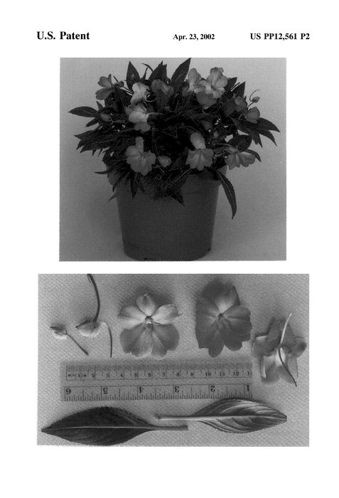 Figure 3 of US plant patent PP12561, the photograph of Kibetio printed in the patent.