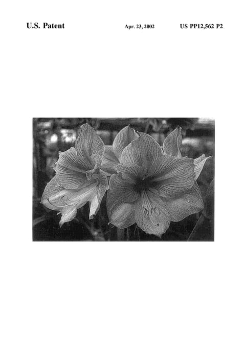 Figure 3 of US plant patent PP12562, the photograph of Sampa printed in the patent.