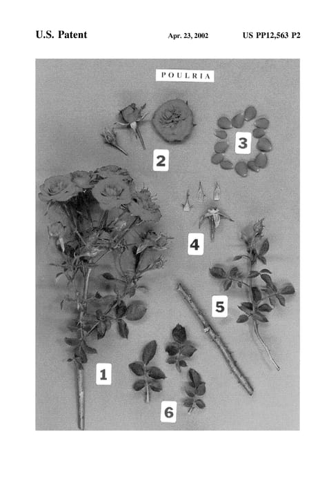 Figure 4 of US plant patent PP12563, the photograph of POULria printed in the patent.