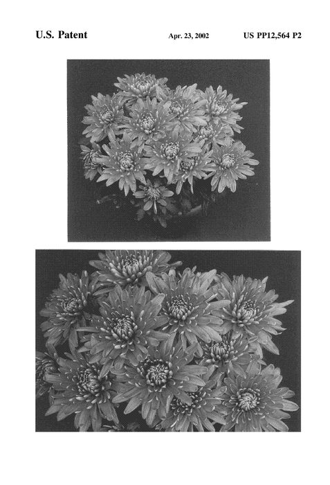 Figure 3 of US plant patent PP12564, the photograph of Copper Yogilroy printed in the patent.