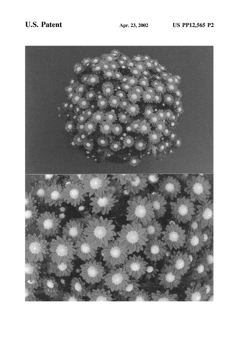 Figure 4 of US plant patent PP12565, the photograph of Yogisele printed in the patent.