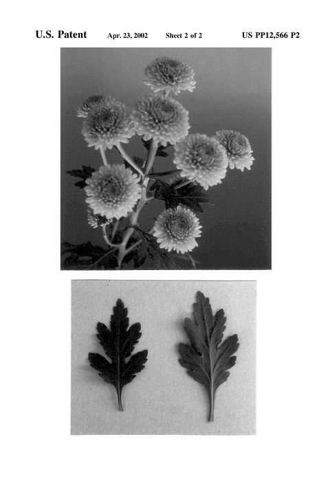 Figure 4 of US plant patent PP12566, the photograph of Yoko Ono printed in the patent.